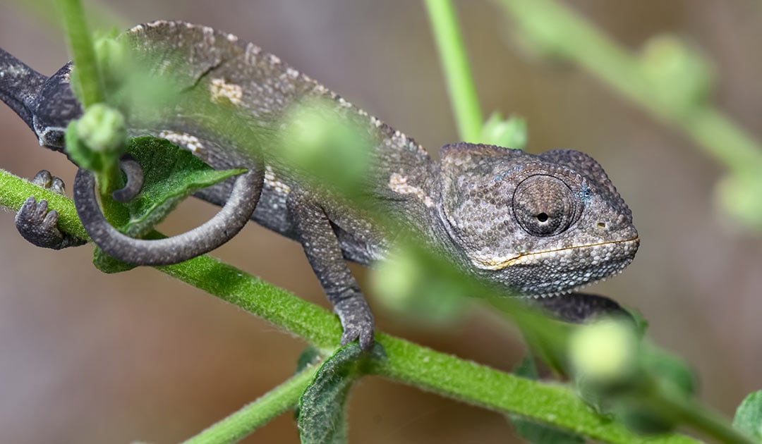 transformacion-cultural-camaleones-grises-1