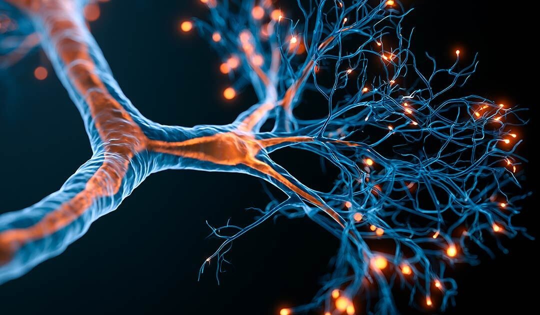 neurociencia-morfodinamica-forma-cerebro-1